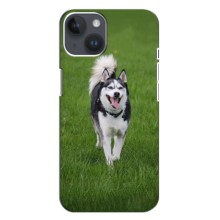 Чехол с Хаски для iPhone 14 - (AlphaPrint) (Радостный Хаски)