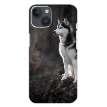 Чехол с Хаски для iPhone 14 - (AlphaPrint) (Верный пес)