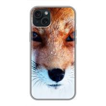 Чехол с Лисичкой для iPhone 14 Plus – Рыжая Лисичка
