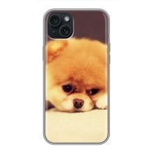 Чехол (ТПУ) Милые собачки для iPhone 14 Plus – Померанский шпиц
