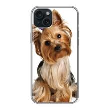 Чехол (ТПУ) Милые собачки для iPhone 14 Plus – Собака Терьер