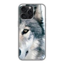 Чехлы с картинками животных iPhone 15 Pro Max (Волк)