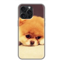 Чохол (ТПУ) Милі песики для iPhone 15 Pro Max (Померанский шпіц)