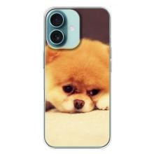 Чехол (ТПУ) Милые собачки для iPhone 16 Plus – Померанский шпиц