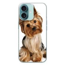 Чехол (ТПУ) Милые собачки для iPhone 16 Plus – Собака Терьер