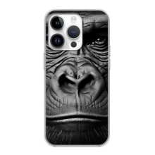 Чехлы с Горилой на Айфон 16 Про Макс – Черная обезьяна