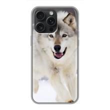 Чохол з Вовком на iPhone 16 Pro Max – Вовк біжить по снігу