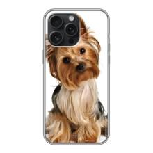 Чехол (ТПУ) Милые собачки для iPhone 16 Pro Max – Собака Терьер