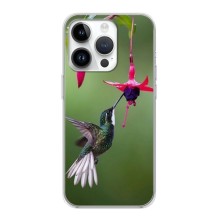 Силіконовий бампер з птичкою на iPhone 16 Pro Max – Калібрі
