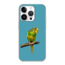 Силиконовый чехол с птичкой на iPhone 16 Pro Max (Попугайчик)