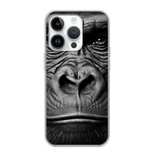 Чохли з Горилою на Айфон 16 Про – Чорна мавпа