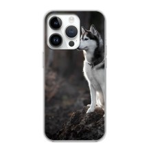 Чохол з Хаскі iPhone 16 Pro - (AlphaPrint) (Вірний собака)