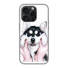 Бампер для iPhone 16 Pro с картинкой "Песики" – Собака Хаски