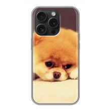 Чехол (ТПУ) Милые собачки для iPhone 16 Pro – Померанский шпиц