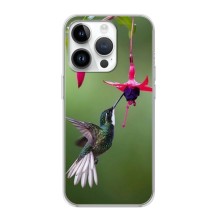 Силіконовий бампер з птичкою на iPhone 16 Pro – Калібрі