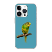 Силиконовый чехол с птичкой на iPhone 16 Pro (Попугайчик)