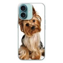 Чохол (ТПУ) Милі песики для iPhone 16 – Пес Терьєр