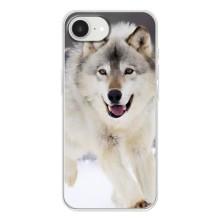 Чехол с Волком на iPhone 16е – Волк на снегу