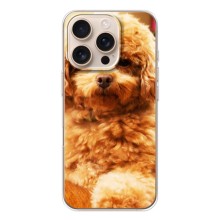 Чехлы с собаками для iPhone 17 Pro (VPrint) (Щенок Бишон)