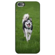 Чехол с Хаски для iPhone 5 / 5s / SE - (AlphaPrint) (Радостный Хаски)