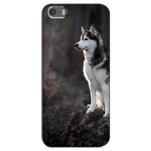 Чехол с Хаски для iPhone 5 / 5s / SE - (AlphaPrint) (Верный пес)