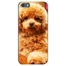 Чехлы с собаками для iPhone 5 / 5s / SE (VPrint) (Щенок Бишон)