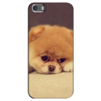 Чехол (ТПУ) Милые собачки для iPhone 5 / 5s / SE (Померанский шпиц)