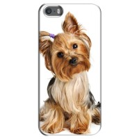 Чехол (ТПУ) Милые собачки для iPhone 5 / 5s / SE (Собака Терьер)