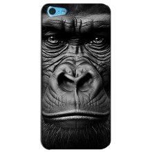 Чехлы с Горилой на Айфон 5с – Черная обезьяна
