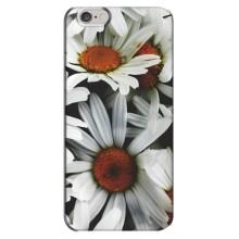 Чохол з ромашками на iPhone 6 Plus / 6s Plus (Квіти Ромашки)
