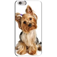 Чехол (ТПУ) Милые собачки для iPhone 6 Plus / 6s Plus – Собака Терьер