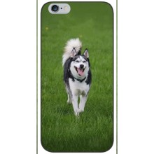 Чохол з Хаскі iPhone 6 / 6s - (AlphaPrint) (Радісний Хаскі)