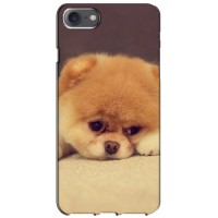 Чехол (ТПУ) Милые собачки для iPhone 7 (Померанский шпиц)