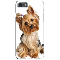 Чехол (ТПУ) Милые собачки для iPhone 7 (Собака Терьер)
