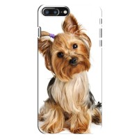 Чехол (ТПУ) Милые собачки для iPhone 8 Plus (Собака Терьер)