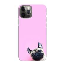 Чохли з собаками для iPhone 11 Pro (VPrint) (Смішна собака)