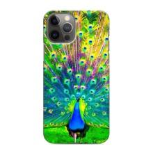 Чохол з пташками на iPhone 11 Pro (VPrint) (Яскравий Павлин)