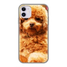 Чохли з собаками для iPhone 11 (VPrint) (Цуценя Бішон)