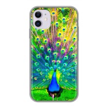 Чохол з пташками на iPhone 11 (VPrint) (Яскравий Павлин)
