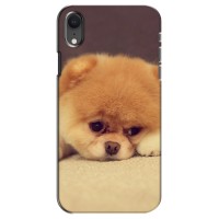 Чехол (ТПУ) Милые собачки для iPhone Xr (Померанский шпиц)
