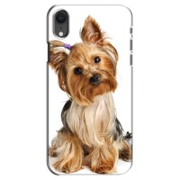 Чехол (ТПУ) Милые собачки для iPhone Xr – Собака Терьер