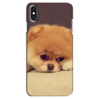 Чехол (ТПУ) Милые собачки для iPhone Xs Max – Померанский шпиц