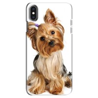 Чехол (ТПУ) Милые собачки для iPhone Xs Max (Собака Терьер)