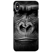Чехлы с Горилой на Айфон Xs – Черная обезьяна