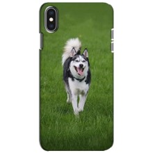 Чехол с Хаски для iPhone Xs - (AlphaPrint) (Радостный Хаски)