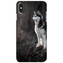 Чехол с Хаски для iPhone Xs - (AlphaPrint) (Верный пес)