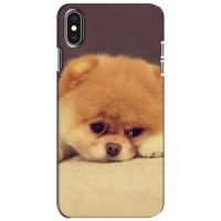 Чехол (ТПУ) Милые собачки для iPhone Xs (Померанский шпиц)