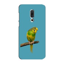 Силиконовый чехол с птичкой на Meizu 15 Plus – Попугайчик