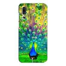 Чехол с птицами на Meizu 16s (VPrint) (Яркий Павлин)