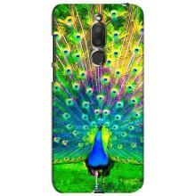 Чехол с птицами на Meizu M6T, Meilan 6T (VPrint) (Яркий Павлин)